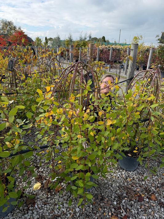 Salix Caprea Kilmarnock 1/2 Std 5 Litre Pot 80cm Stem