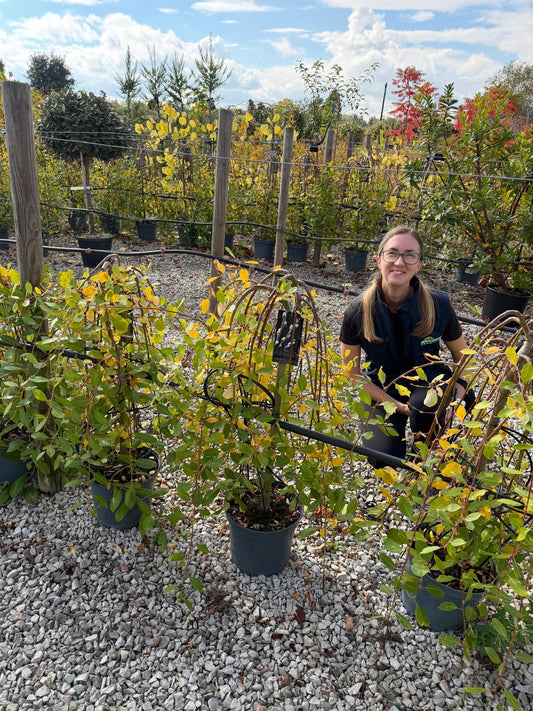 Salix Caprea Kilmarnock 3 Litre Pot 1/4 Std Stem 60cm