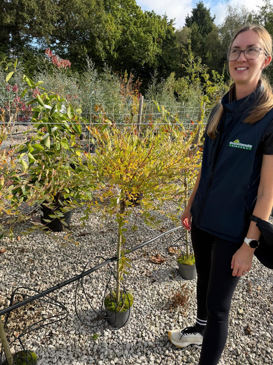 Salix integra Hakuro Nishiki 2 Litre Pot 50cm Stem