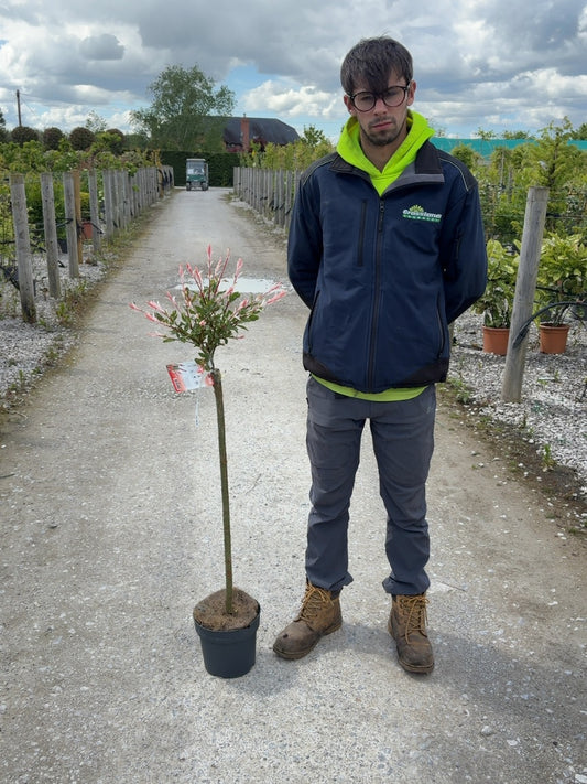 Salix integra Hakuro Nishiki Flamingo 6 Litre Pot 100cm Stem