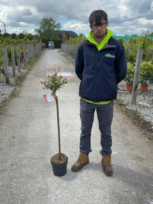 Salix integra Hakuro Nishiki Flamingo 6 Litre Pot 100cm Stem