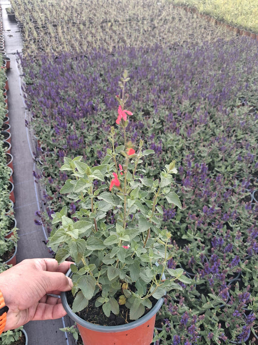 Salvia Hot Lips 2 Litre Pot