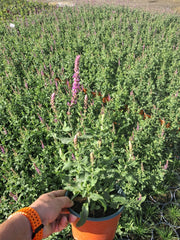 Salvia nemorosa Amethyst 2 Litre Pot