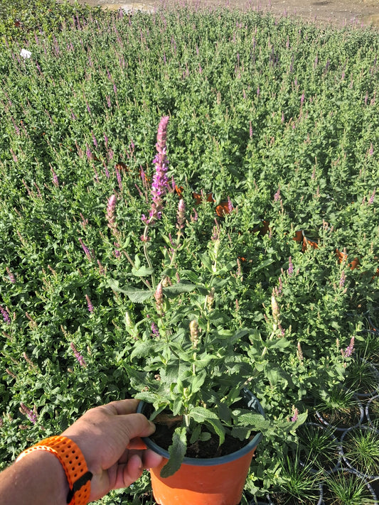 Salvia nemorosa Amethyst 2 Litre Pot