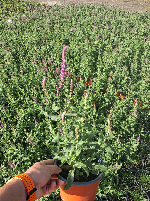 Salvia nemorosa Amethyst 2 Litre Pot