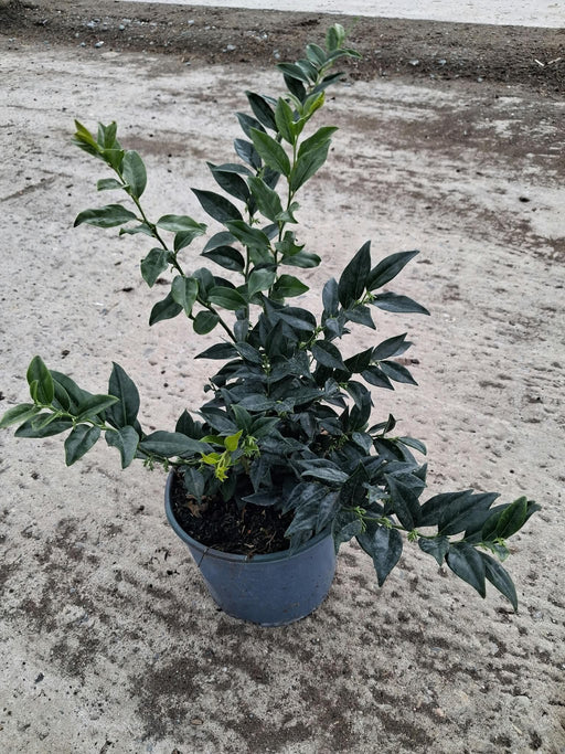 Sarcococca Confusa 5 Litre Pot