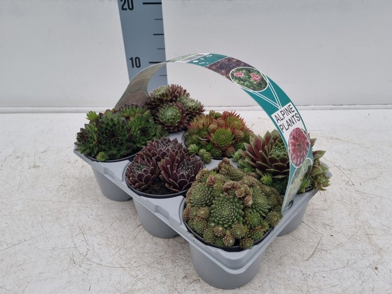 Sempervivium Mix 9cm 6 Pack