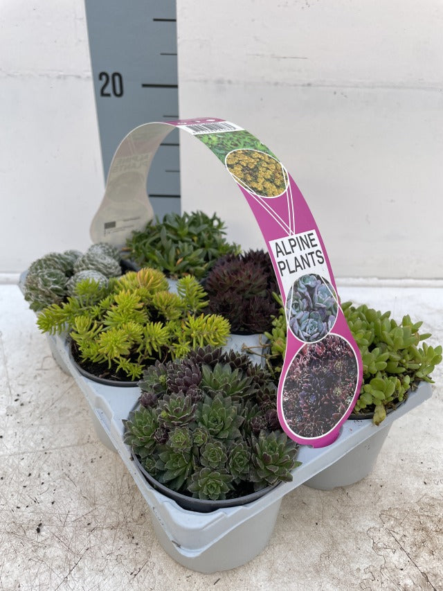 Sempervivium and Sedum Mix 9cm - 6 Packs