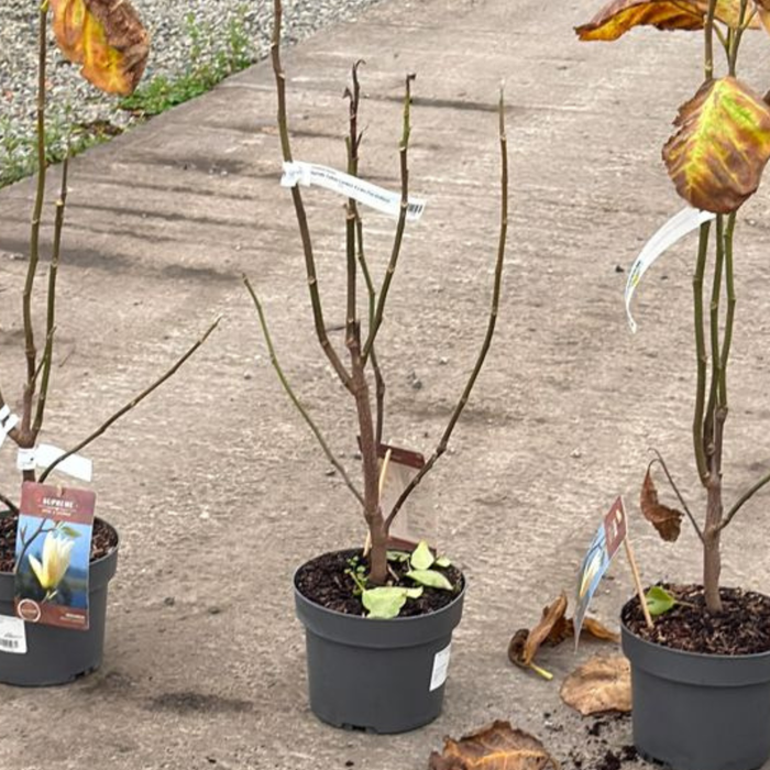 Magnolia Yellow Lantern 4 Litre Pot 60/80cm