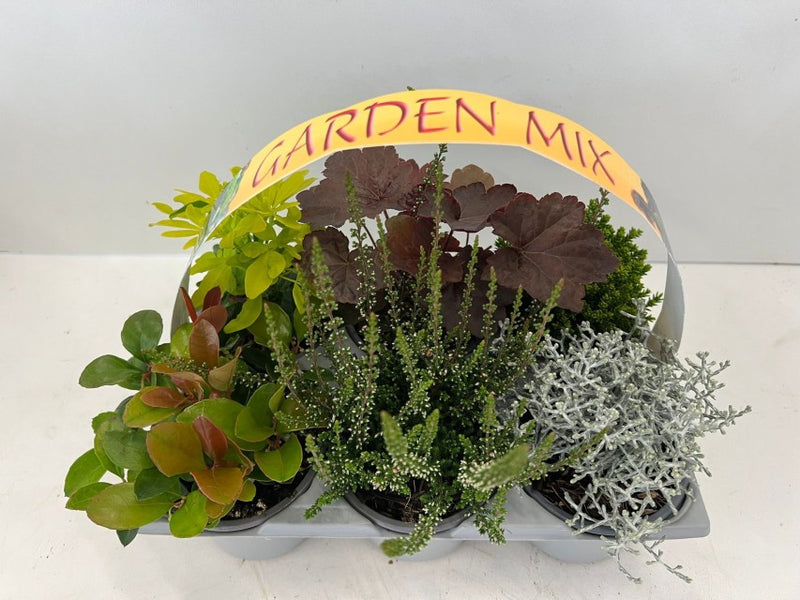 Shrub Mix 9cm - 6 Pack