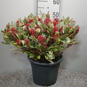 Skimmia Japonica Perosa 5 Litre Pot