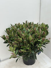 Skimmia Japonica Rubella 10 Litre Pot