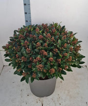 Skimmia Japonica Rubella 20 Litre Pot Super Sized
