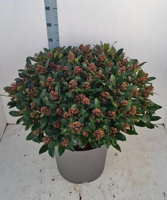 Skimmia Japonica Rubella 20 Litre Pot Super Sized