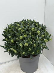 Skimmia Japonica White Globe 20 Litre Pot Super Sized