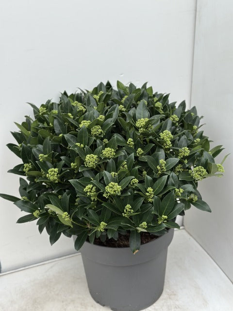 Skimmia Japonica White Globe 20 Litre Pot Super Sized