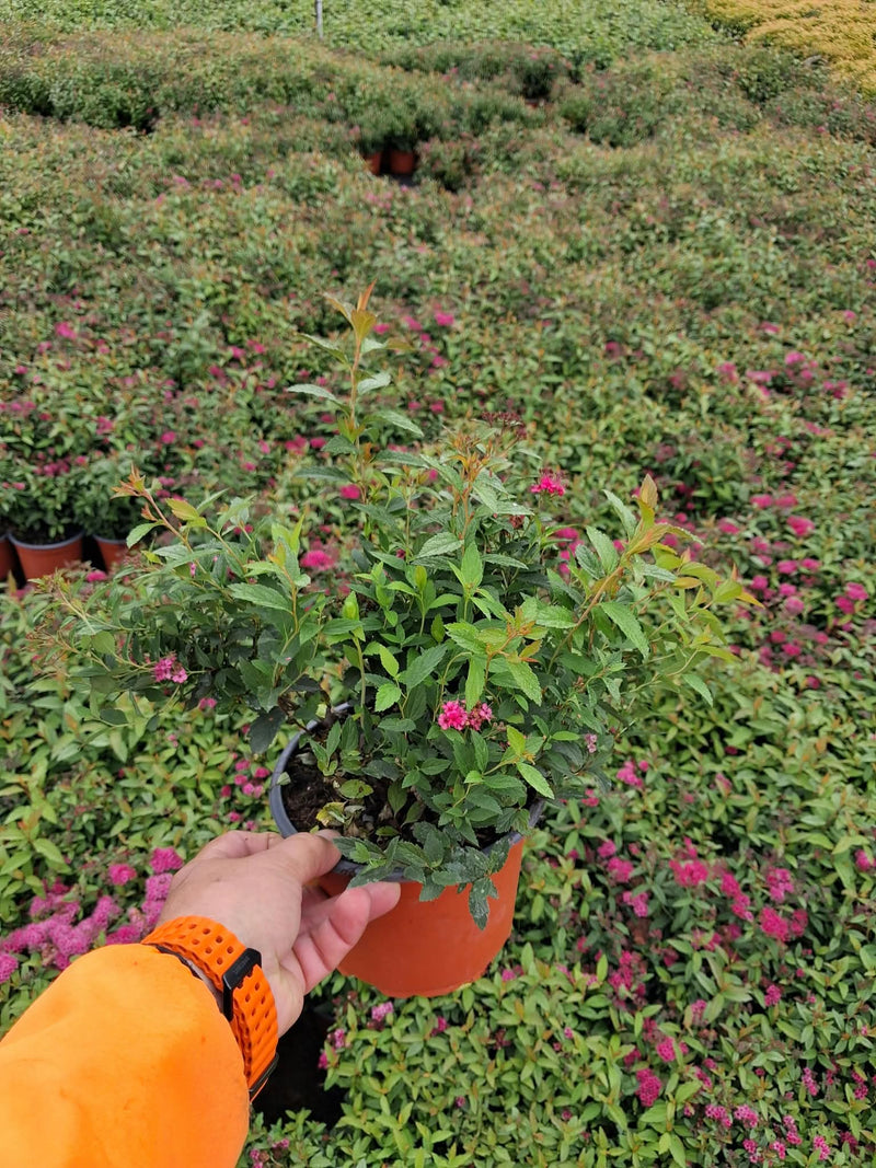 Spiraea Jap. Anthony Waterer 3 Litre Pot