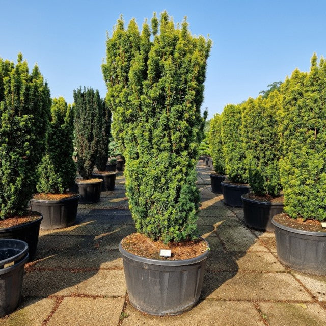 Taxus Baccata David 280 Litre Pot 180-200cm