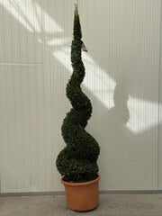 Taxus Baccata Spiral 180-200cm 50 Litre Pot