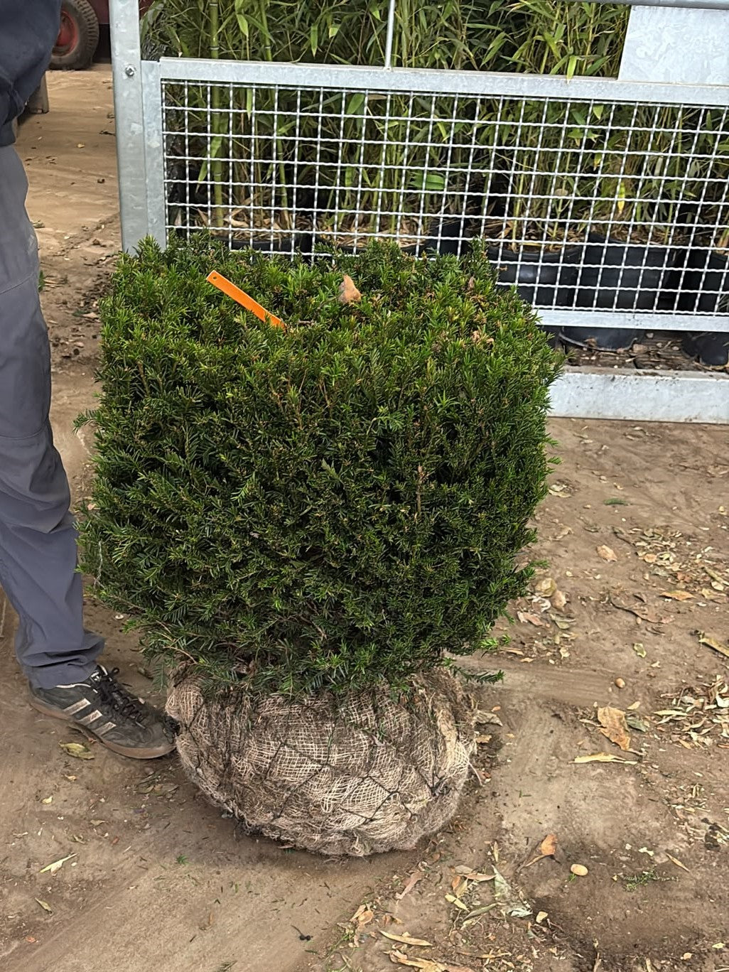 Taxus Cube Root Ball 50x50x50cm
