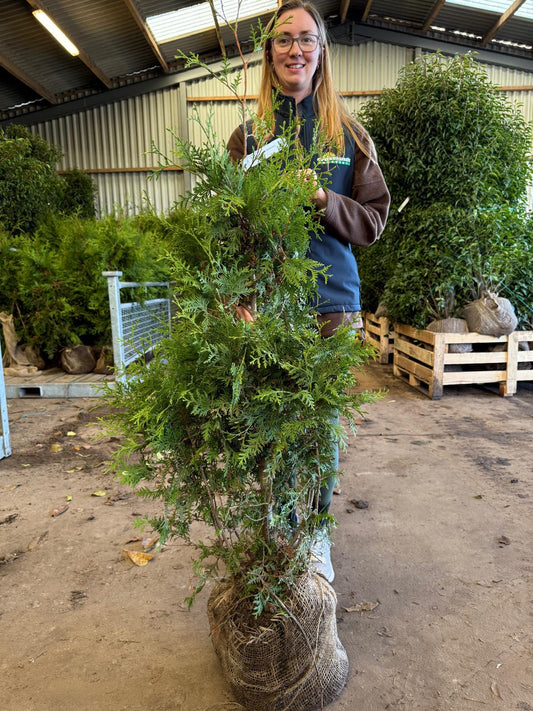 Thuja Brabant 100-125cm Root Ball Delivery from October