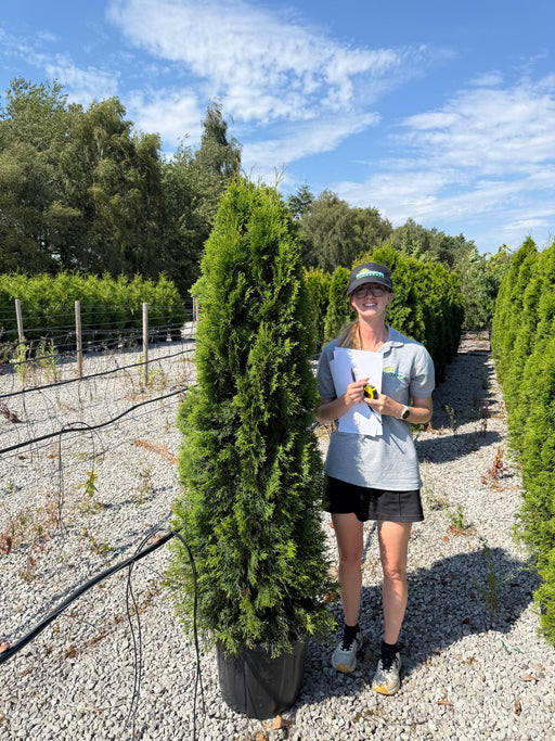 Thuja Emerald 160/180cm 30 Litre Pot