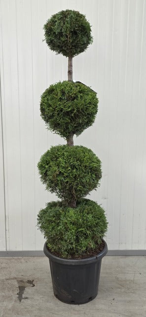 Thuja Emerald Four Ball Stack 25 Litre Pot