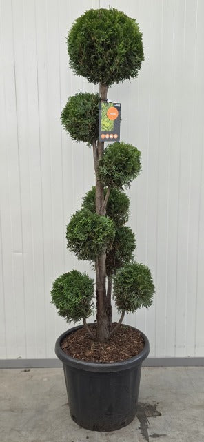 Thuja Emerald Multi Ball Bonsai 25 Litre Pot