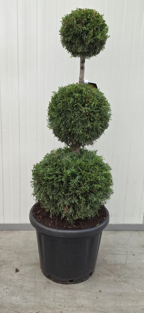 Thuja Emerald Trio Ball Stack 20 Litre Pot