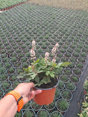 Tiarella Spring Symphony 2 Litre Pot