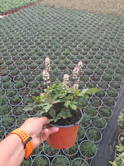Tiarella Spring Symphony 2 Litre Pot