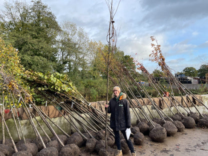 Tilia C. Greenspire Heavy Standard 10-12cm Girth Rootballed