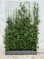 Trachelospermum Jasminoides Instant Pleached Panel - Partition 180cm Tall x 120cm Wide