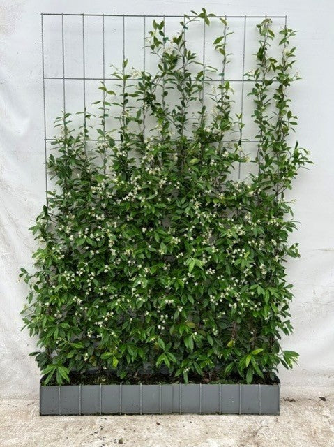Trachelospermum Jasminoides Instant Pleached Panel - Partition 180cm Tall x 120cm Wide