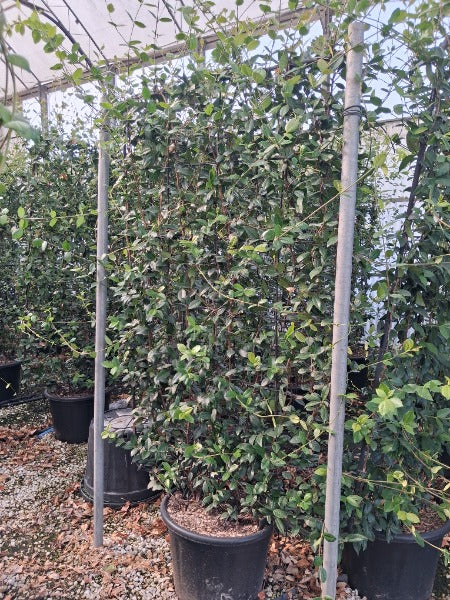Trachelospermum Jasminoides Pleached Panel 200cm H x 130cm W