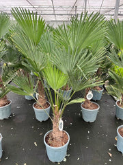 Trachycarpus Wagnerianus 18 Litre Pot 20/30cm Trunk