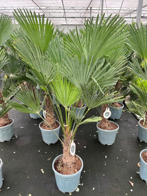Trachycarpus Wagnerianus 18 Litre Pot 20/30cm Trunk