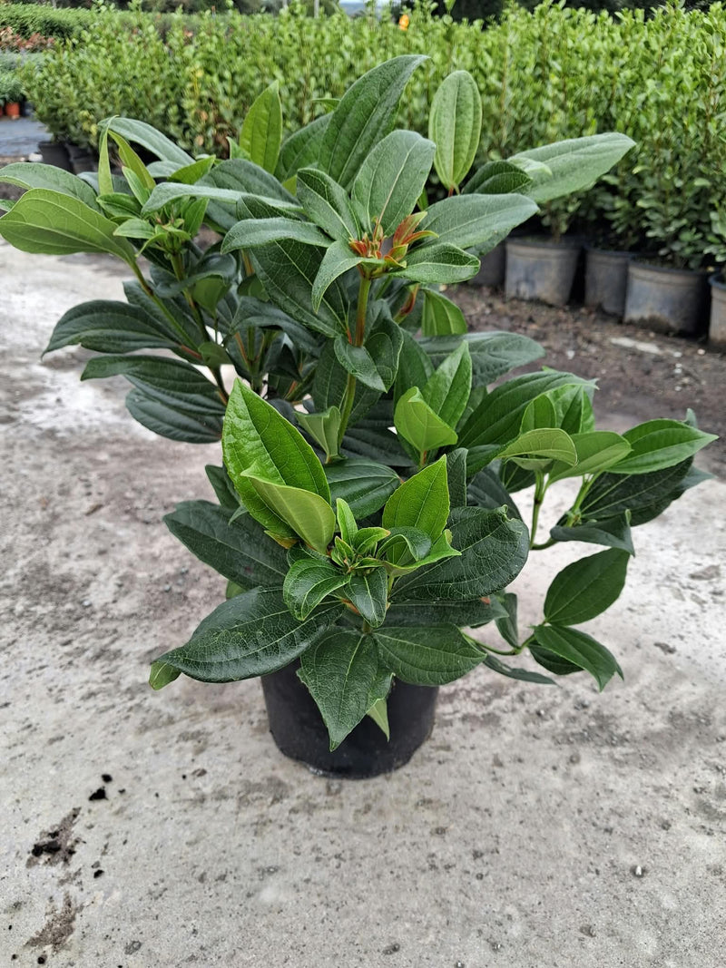 Viburnum Davidii 5 Litre Pot