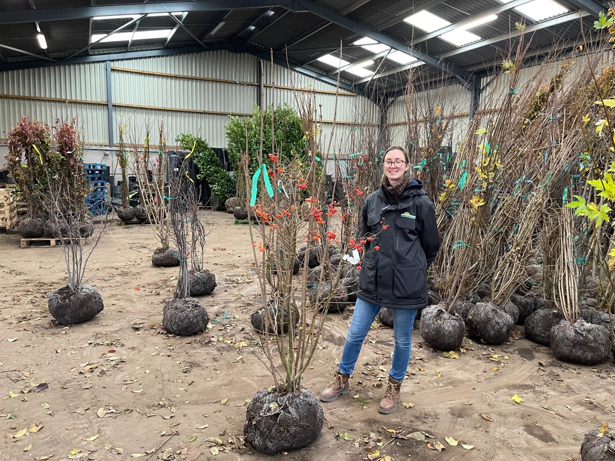 Viburnum Opulus Multi Stem 175/200cm Root Ball Delivery From November Onwards