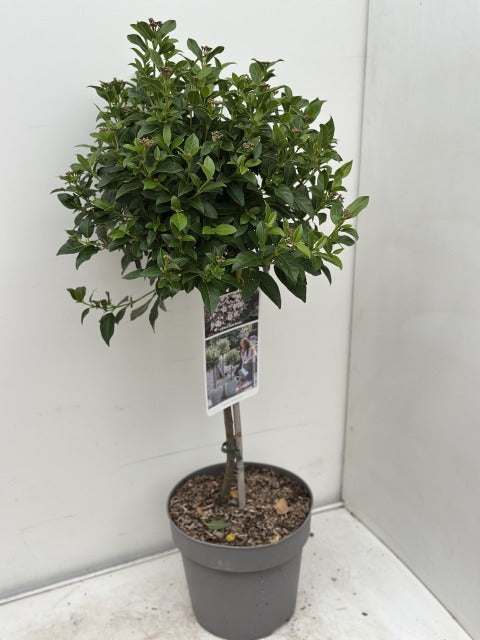 Viburnum Tinus 1/4 Standard 3 Litre Pot 50cm Stem
