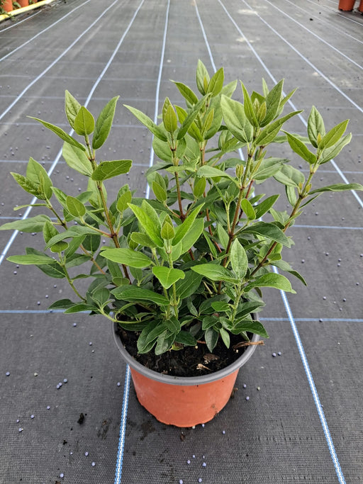 Viburnum Tinus 3 Litre Pot