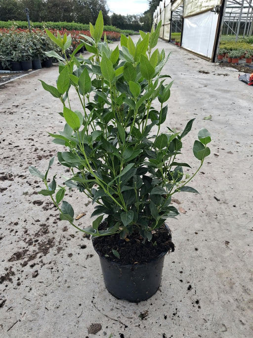 Viburnum Tinus 5 Litre Pot
