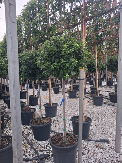 Viburnum Tinus Eve Price Half Standard 30 Litre Pot