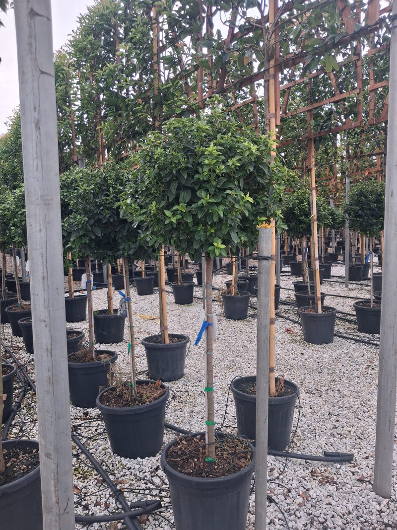 Viburnum Tinus Eve Price Half Standard 30 Litre Pot