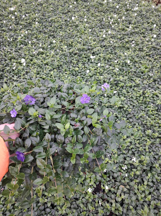 Vinca Minor 5 Litre Pot