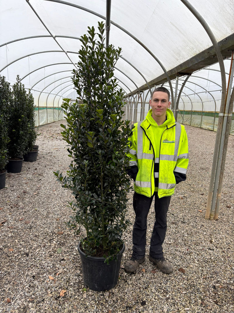 Ilex mes. Heckenpracht 160/180cm Extra Wide Root Ball