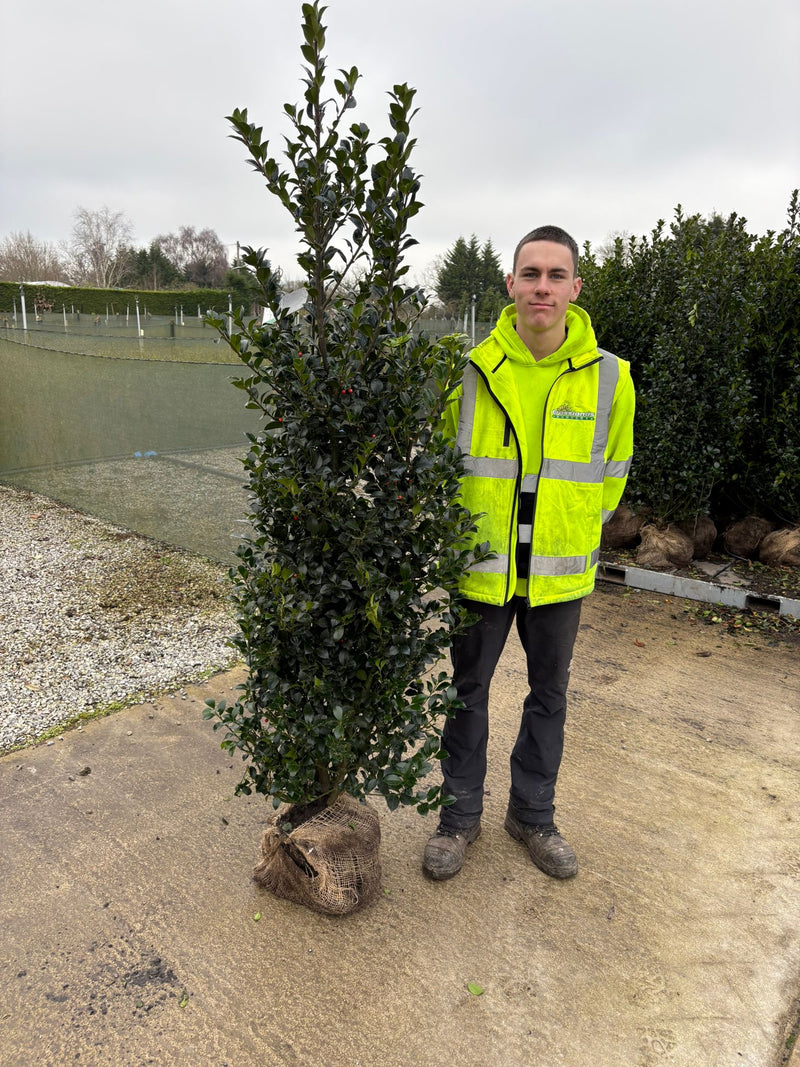 Ilex mes. Heckenfee Root Ball 160/180cm Extra Wide