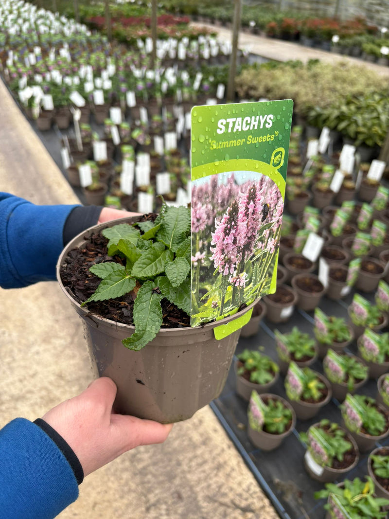 Stachys Summer Sweets 2 Litre Pot