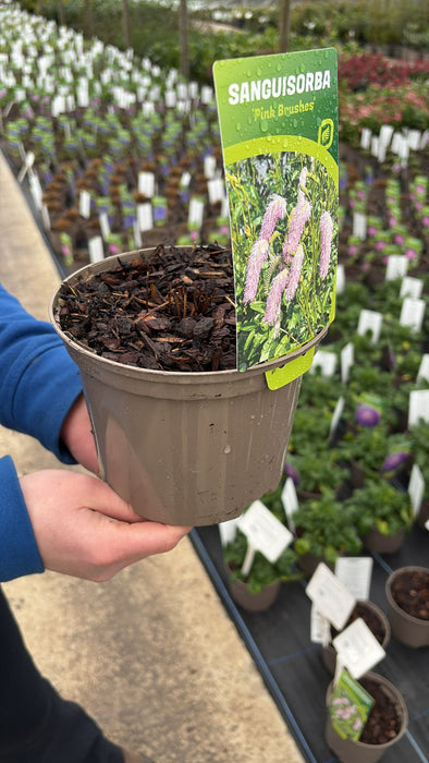 Sanguisorba Pink Brushes 2 Litre Pot