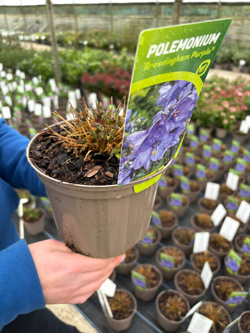 Polemonium Bressingham Purple 2 Litre Pot